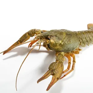 Crayfish Print on White Background