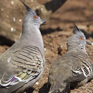 Crested Pigeon
