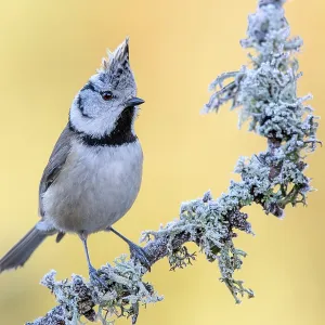Crested tit (Parus cristatus), sitting on a branch