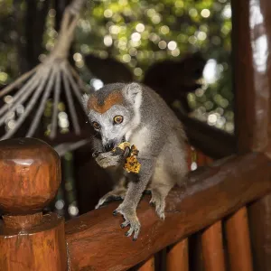Lémur coronado Eulemur Coronatus