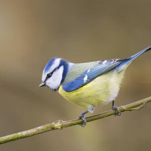 Blue Tit Print: Rhineland-Palatinate Scene