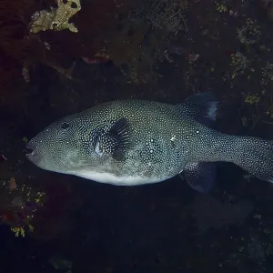 Blue-spotted Pufferfish Print Blue-spotted Pufferfish Print