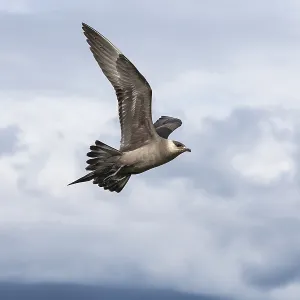 deserted, no one, No People, nobody, uninhabited, empty, movement, movements, motion, Laridae, Seagull, Gull, Seagulls, water bird, water birds, waterfowl, aquatic bird, waterfowls, aquatic birds, Aves, Bird, Birds, wild animal, wild animals