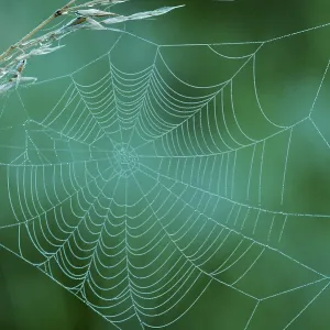 Dew Drops in Spider's Web Print, North Rhine-Westphalia Dew Drops in Spider's Web Print, North Rhine-Westphalia