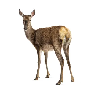 Doe Standing and Looking Back Print Doe Standing and Looking Back Print
