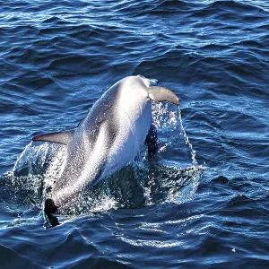 Clymene Dolphin Print: Dynamic Jump in Argentine Waters