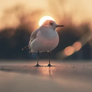 Dramatic Black-Headed Gull Print with Sun in Background Dramatic Black-Headed Gull Print with Sun in Background