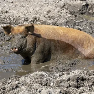 Duroc pig, old domestic breed from the USA