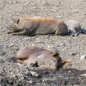 Duroc pig, old domestic breed from the USA