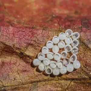 Eggs of the Marbled Tree Bug Print, Halyomorpha halys Eggs of the Marbled Tree Bug Print, Halyomorpha halys
