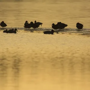 Wild Ducks on Frozen Lake Print Wild Ducks on Frozen Lake Print