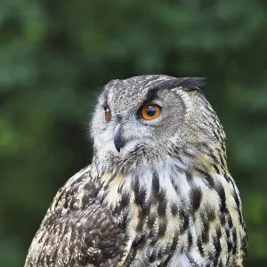 Búho real euroasiático (Bubo bubo)