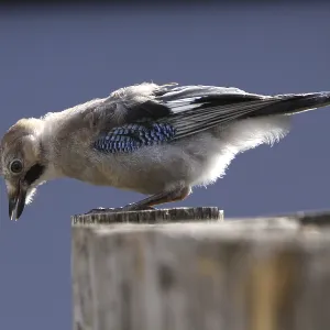 Eurasian Jay Print from imageBROKER