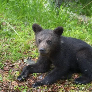 European brown bear (Ursus arctos arctos)