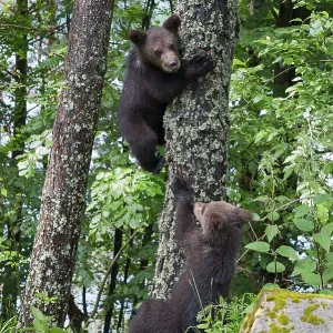 European brown bear (Ursus arctos arctos)