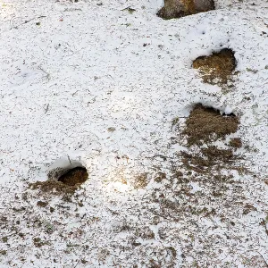Feeding traces of a woodpecker at an ant hill in winter