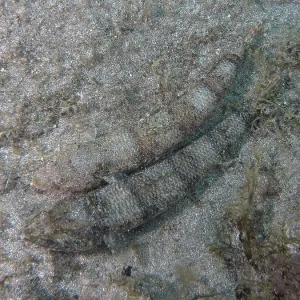 Atlantic Lizardfish on Sandy Seabed Print Atlantic Lizardfish on Sandy Seabed Print