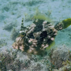 Brown Filefish Camouflage Print, El Cabron Marine Reserve Brown Filefish Camouflage Print, El Cabron Marine Reserve