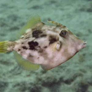 Brown Filefish Camouflage Print, Gran Canaria, Spain Brown Filefish Camouflage Print, Gran Canaria, Spain