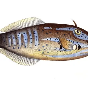 Fishes Jigsaw Puzzle Collection: Q