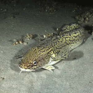 Burbot on Sandy Bottom Print, Lake Constance, Germany Burbot on Sandy Bottom Print, Lake Constance, Germany