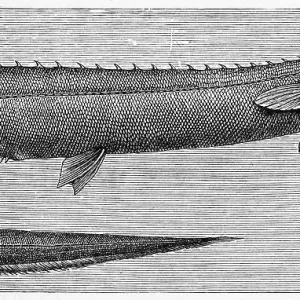 Historical Print of Rissos Spinyback Eel Historical Print of Rissos Spinyback Eel