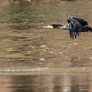 Flying great cormorant (Phalacrocorax carbo)
