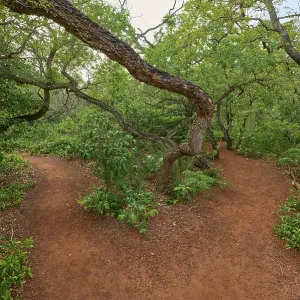 A Forest Path Splits in Two Directions Print A Forest Path Splits in Two Directions Print