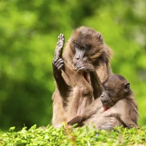 Two Gelada Female Eavesdrop, Captive Print Two Gelada Female Eavesdrop, Captive Print