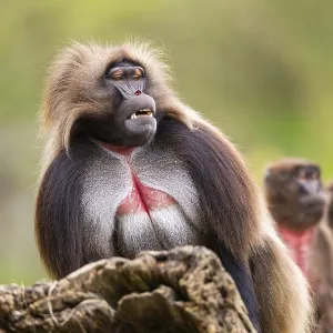 Gelada (Theropithecus gelada) Print - Africa