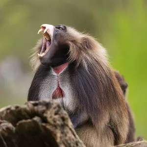 Gelada (Theropithecus gelada) Print, Captive in Africa Gelada (Theropithecus gelada) Print, Captive in Africa