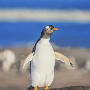 Gentoo Penguin (Pygocelis papua papua) walking