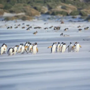 Gentoo Penguins (Pygocelis papua papua) walking on the beach