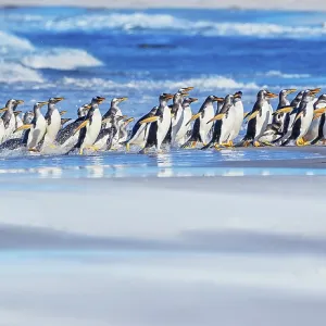Gentoo Penguins (Pygocelis papua papua) walking on the beach
