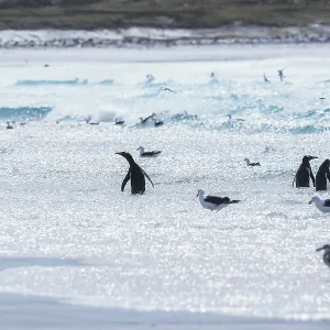 Gentoo penguins (Pygocelis papua papua) bathing