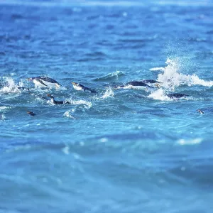 Gentoo penguins (Pygocelis papua papua) swimming