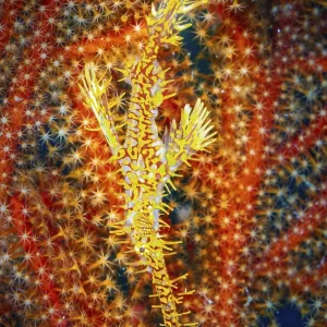 "Ghost Pipe Fish Print - Master of Disguise" "Ghost Pipe Fish Print - Master of Disguise"