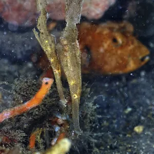 Ghost Pipefish Camouflage Print Ghost Pipefish Camouflage Print