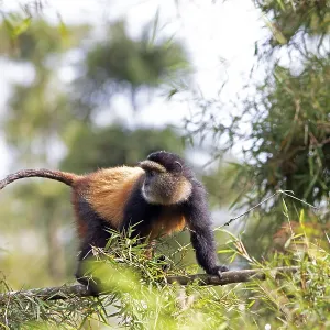 Golden Monkey Print, Virunga Volcanic Mountains, Rwanda Golden Monkey Print, Virunga Volcanic Mountains, Rwanda