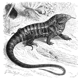 Lizards Collection: Common Tegu