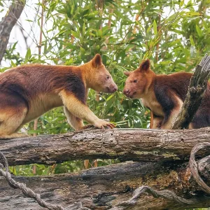 Goodfellow's Tree Kangaroo Print, Dendrolagus goodfellowi buergersi Goodfellow's Tree Kangaroo Print, Dendrolagus goodfellowi buergersi