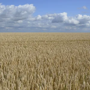 Grain Field Print, North Rhine-Westphalia, Germany Grain Field Print, North Rhine-Westphalia, Germany