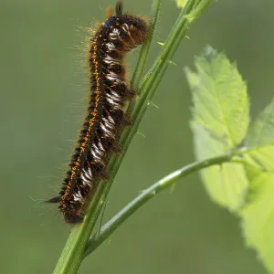 Grass Moth or Drinker Print, Euthrix potatoria Caterpillar Grass Moth or Drinker Print, Euthrix potatoria Caterpillar