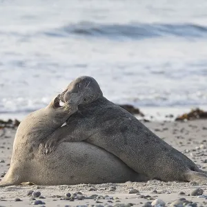 Gray seals (Halichoerus grypus)
