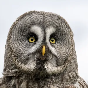 Great Grey Owl (Strix nebulosa)