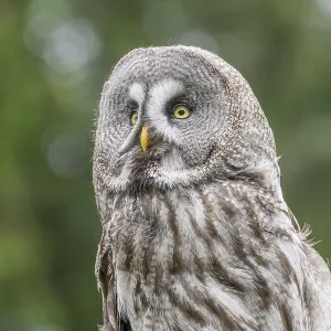 Great Grey Owl (Strix nebulosa)