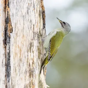 Grey-headed woodpecker (Picus canus) on tree