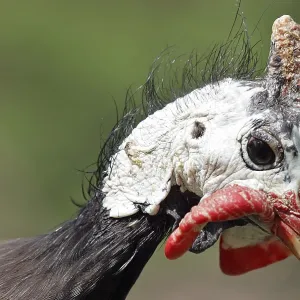 Guineafowl Print - ImageBROKER Guineafowl Print - ImageBROKER