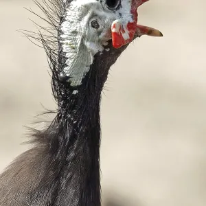 Guineafowl Print - Image of a Guineafowl Bird Guineafowl Print - Image of a Guineafowl Bird