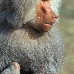 Hamadryas Baboon Print Hamadryas Baboon Print
